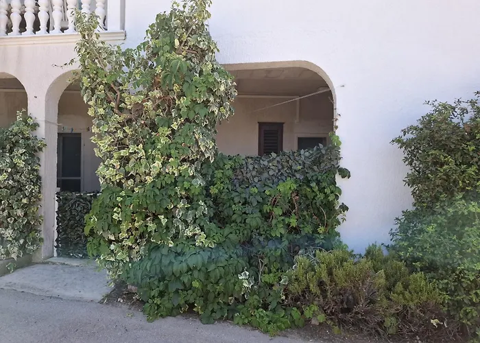 Sunshine Milin * 제제라